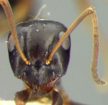Media type: image; Entomology 21734   Aspect: head frontal view